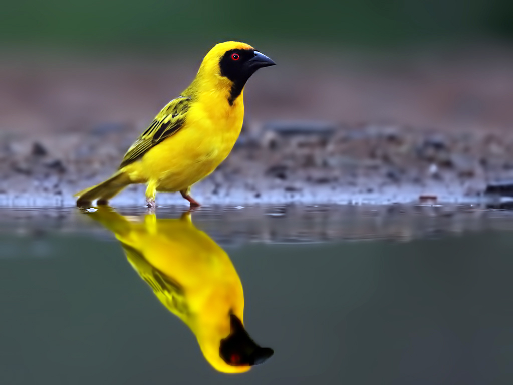 Village Weaver